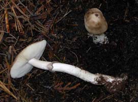 White gills in expanded cap and a gray fragile ring on the stalk. 